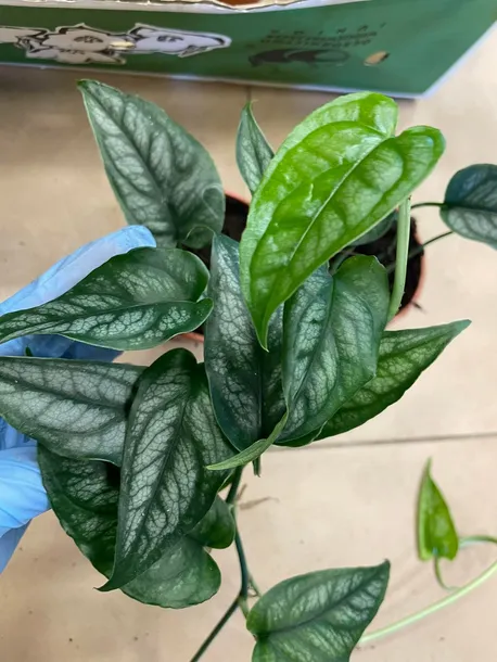 monstera-siltepecana-maluch-rodzaj-rosliny-rosliny-zielone