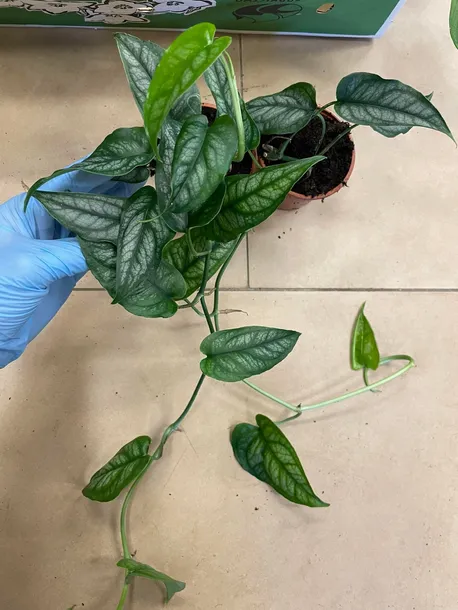 monstera-siltepecana-maluch-rodzaj-rosliny-rosliny-zielone