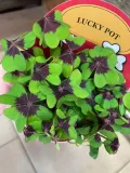 oxalis-deppei-szczawik-deppego