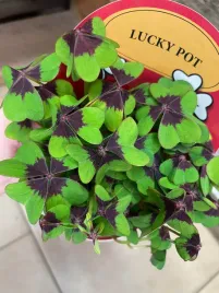 oxalis-deppei-szczawik-deppego