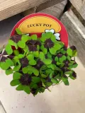 oxalis-deppei-szczawik-deppego-rodzaj-rosliny-rosliny-zielone