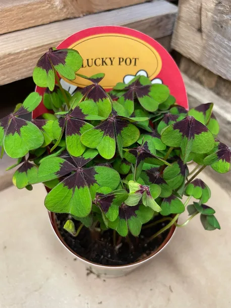 oxalis-deppei-szczawik-deppego-rodzaj-rosliny-rosliny-zielone