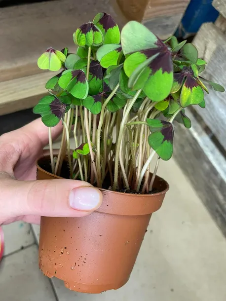 oxalis-deppei-szczawik-deppego-rodzaj-rosliny-rosliny-zielone