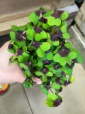 oxalis-deppei-szczawik-deppego-rodzaj-rosliny-rosliny-zielone