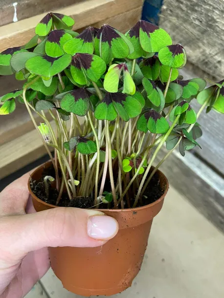 oxalis-deppei-szczawik-deppego-rodzaj-rosliny-rosliny-zielone