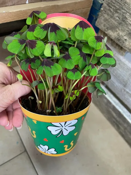 oxalis-deppei-szczawik-deppego-rodzaj-rosliny-rosliny-zielone