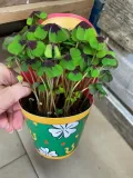 oxalis-deppei-szczawik-deppego-rodzaj-rosliny-rosliny-zielone