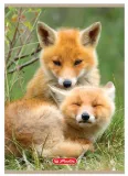 zeszyt-a5-16k-animals-stan-nowy