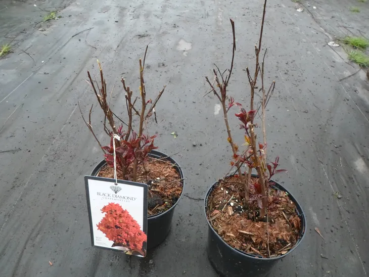 lagerstroemia-black-diamond-best-red-c2-rodzaj-rosliny-inny