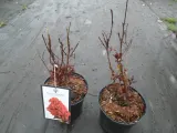 lagerstroemia-black-diamond-best-red-c2-rodzaj-rosliny-inny