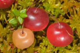 zurawina-wielkoowocowa-duze-sadzonki-owoce-ben-lear-doniczka-pyszne-zdrowe