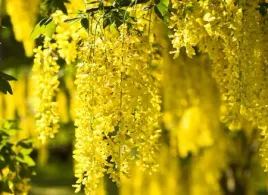 zlotokap-zolte-kwiaty-sadzonka-zloty-deszcz-pachnace-piekne-ozdoba-ogrodu