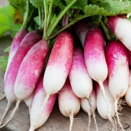 rzodkiewka-podluzna-de-dix-huit-jours-18-dniowa-z-bialym-koncem-nasiona