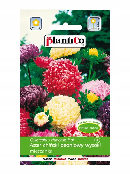 aster-chinski-peoniowy-mieszanka-styl-ogrod-wiejski