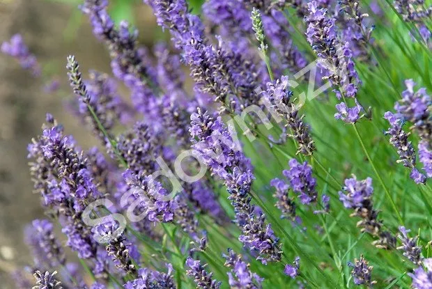 lawenda-lekarska-kolor-kwiatow-fioletowe-niebieskie