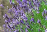 lawenda-lekarska-kolor-kwiatow-fioletowe-niebieskie