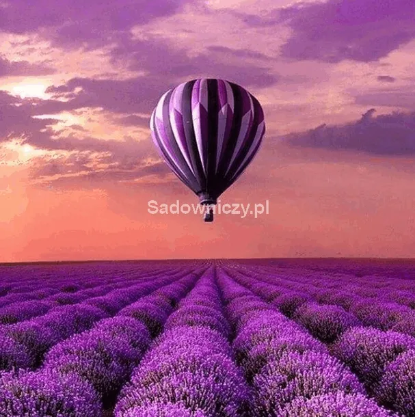 lawenda-lekarska-stan-opakowania-oryginalne