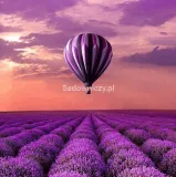 lawenda-lekarska-stan-opakowania-oryginalne