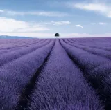 lawenda-lekarska-marka-plantico