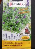 lawenda-lekarska-odmiana-lawenda