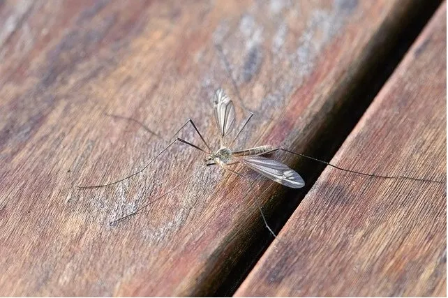 bros-spirale-na-komary-stan-nowy-producent-bros