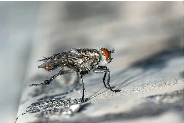 bros-spirale-na-komary-stan-nowy-kod-producenta-012