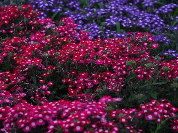 attis-fruity-mydlo-w-plynie-limeandverbena-przeznaczenie-do-rak