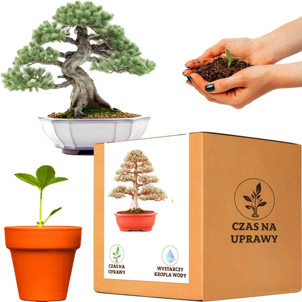 Zestaw do uprawy Bonsai wierk srebrny drzewko  148278367 - ERLI.pl