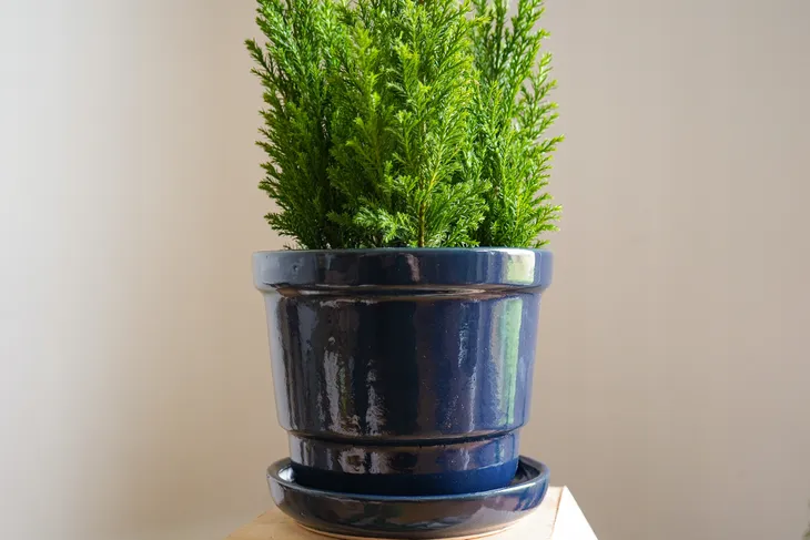 doniczka-ceramiczna-biala-16-cm-stan-nowy-szerokosc-produktu-16-cm