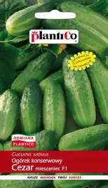 ogorek-cezar-gruntowy-konserwowy-wczesny-plantico-5g-nasiona-ogorka