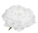 peonia-glowka-biala