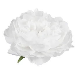 peonia-glowka-biala