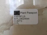 mirt-myrtus-communis-don-13cm-rodzaj-rosliny-rosliny-zielone-nazwa-rosliny-inny