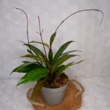 hoja-hoya-pubicalyx-silver-pink-don-11cm