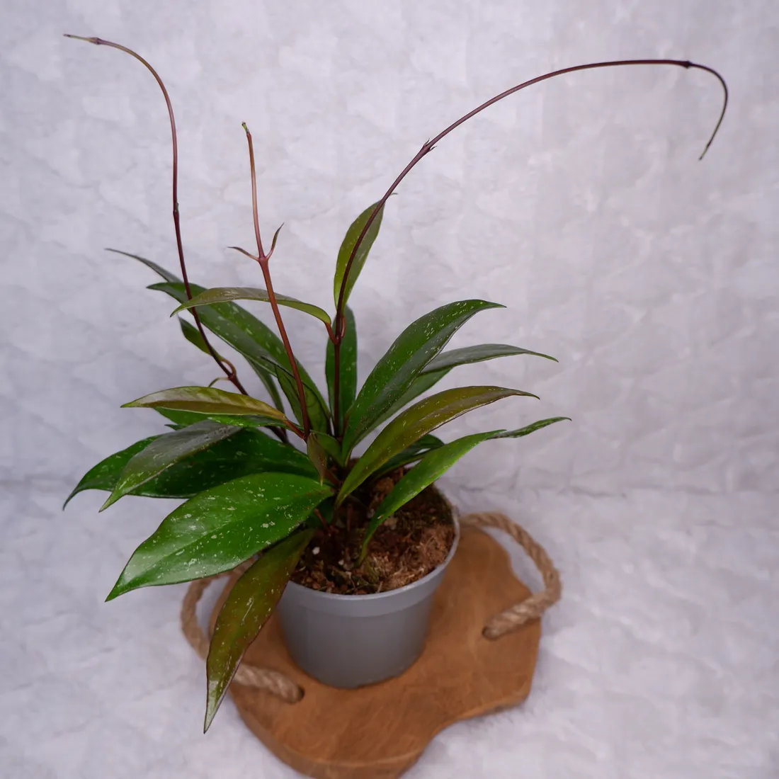 hoja-hoya-pubicalyx-silver-pink-don-11cm