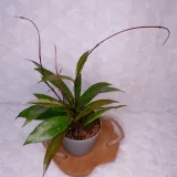hoja-hoya-pubicalyx-silver-pink-don-11cm-waga-z-opakowaniem-1-kg