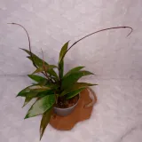 hoja-hoya-pubicalyx-silver-pink-don-11cm-roslina-w-postaci-sadzonka-w-pojemniku-05-1l