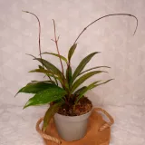 hoja-hoya-pubicalyx-silver-pink-don-11cm-rodzaj-rosliny-rosliny-kwitnace-waga-z-opakowaniem-1-kg