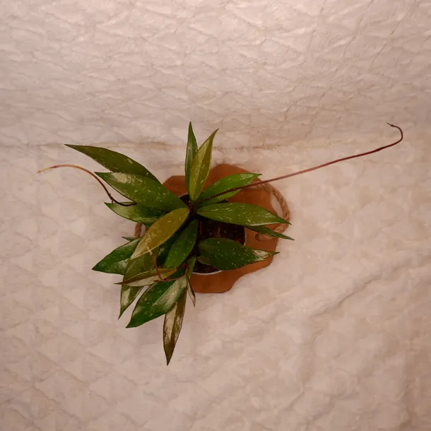hoja-hoya-pubicalyx-silver-pink-don-11cm-rodzaj-rosliny-rosliny-kwitnace-roslina-w-postaci-sadzonka-w-pojemniku-05-1l