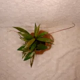 hoja-hoya-pubicalyx-silver-pink-don-11cm-rodzaj-rosliny-rosliny-kwitnace-roslina-w-postaci-sadzonka-w-pojemniku-05-1l
