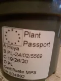 hoja-hoya-pubicalyx-silver-pink-don-11cm-waga-z-opakowaniem-1-kg-rodzaj-rosliny-rosliny-kwitnace