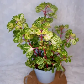 iresine-aureoreticulata-irezyna-herbsta-don-12cm
