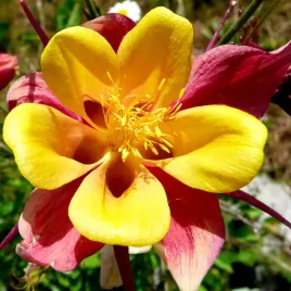 orlik-mieszancowy-mc-kana-s-mieszanka-nasiona-05g