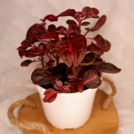 irezyna-herbsta-iresine-herbstii-don-12cm