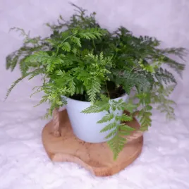 dawalia-davallia-humata-nogi-pajaka-don-13cm