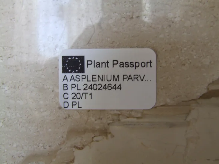 asplenium-parvati-don-13cm-odmiana-asplenium-parvati