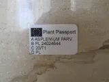 asplenium-parvati-don-13cm-odmiana-asplenium-parvati