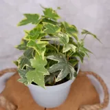 bluszcz-hedera-helix-mix-don-9cm