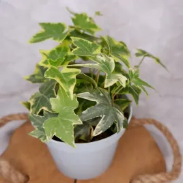 bluszcz-hedera-helix-mix-don-9cm