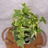 bluszcz-hedera-helix-mix-don-9cm-rodzaj-rosliny-rosliny-zielone